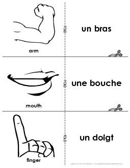 Flashcards: Body Parts French Worksheet