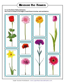 Measure the Flowers Measurement Worksheet