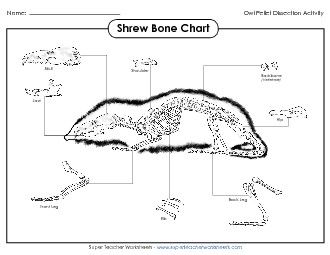 Shrew Skeleton Chart Owls Worksheet