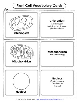 Plant Cell Vocabulary Cards Cells Worksheet