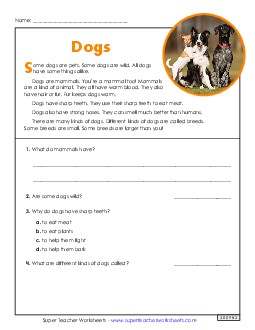 Dogs (Short) 2nd Grade Reading Comprehension Reading Comp Short Worksheet