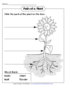 Parts of a Plant (Basic) Science Worksheet