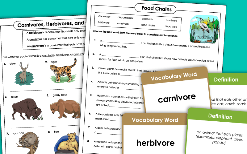 Food Chain Worksheets