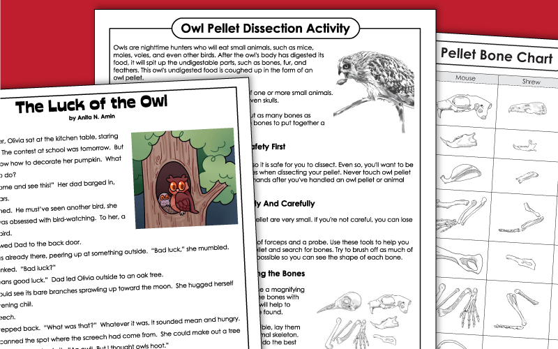 Owl an Owl Pellet Worksheets