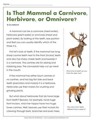 Food Chain Reading Comprehension