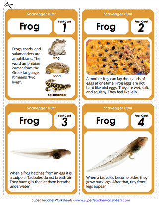 Frog Life Cycle Activities - Scavenger Hunt