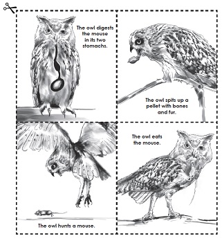 Owl Pellet Activity