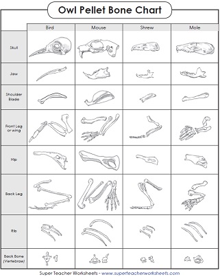 Owl Pellet Bone Chart