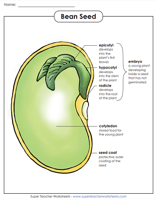 Parts of a Bean Seed Worksheet